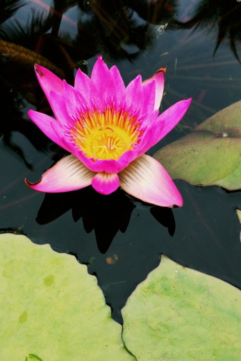 Processed with VSCOcam with c1 preset